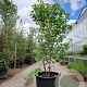 Acer rubrum 175-200 cm cont. 110L