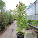 Acer rubrum 200-250 cm cont. 110L