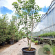 Acer rubrum 200-250 cm cont. 95L