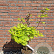 Acer shirasawanum 'Aureum' 40-50 cm 6L