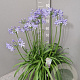 Agapanthus Amourette Superb GM C5