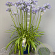 Agapanthus Amourette Superb GM C5