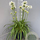 Agapanthus Amourette Superb White GM C5