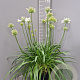 Agapanthus Amourette Superb White GM C5