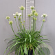 Agapanthus Amourette Superb White GM C5