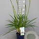 Agapanthus Amourette Superb White GM P17