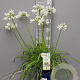 Agapanthus Amourette Superb White GM P17