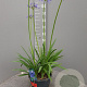 Agapanthus 'Dr Brouwer' GM 9L