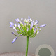 Agapanthus 'Dr Brouwer' GM 9L
