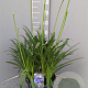 Agapanthus 'Dr Brouwer' GM 9L