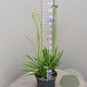 Agapanthus 'Dr Brouwer' GM 9L