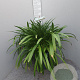 Agapanthus Eydori White GM 25L