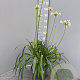 Agapanthus Eydori White GM C3