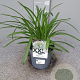 Agapanthus Eydori White GM C3