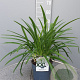 Agapanthus Eydori White GM C3