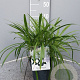 Agapanthus Eydori White GM P15