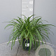 Agapanthus Eydori White GM P15