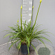 Agapanthus Eydori White GM P15