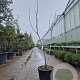 Albizia julibr. Ombrella 150-175 cm 35L