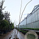 Albizia julibr. Ombrella 200-250 cm 35L