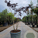 Albizia julibr. 'Summer Chocolate' 200-250 cm cont. 70L meerstammig