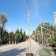 Albizia julibrissin 180 cm stam container 8-10