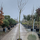 Albizia julibrissin 200 cm stam 30L 8-10