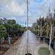 Albizia julibrissin 200 cm stam container 6-8