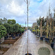 Albizia julibrissin 200 cm stam container 6-8