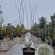 Albizia julibrissin 250-300 cm container meerstammig extra
