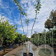 Albizia julibrissin 250-300 cm container meerstammig