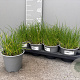 Allium schoenoprasum P14