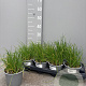 Allium schoenoprasum P14