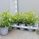 Aloysia triphylla P14