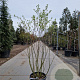 Amelanchier aln. 'Smoky' 150-175 cm 25L