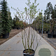 Amelanchier aln. 'Smoky' 150-175 cm 25L