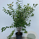 Amelanchier lamarckii 125-150 cm 25L
