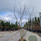 Amelanchier lamarckii 175-200 cm container meerstammig