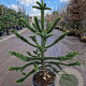 Araucaria araucana 130-140 cm 35L kegel