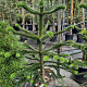 Araucaria araucana 130-140 cm 35L kegel