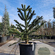 Araucaria araucana 130-140 cm cont. 70L