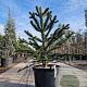 Araucaria araucana 130-140 cm cont. 70L