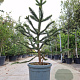 Araucaria araucana 140-150 cm 45L