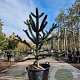 Araucaria araucana 140-150 cm cont. 70L