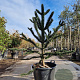 Araucaria araucana 140-150 cm cont. 70L