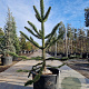 Araucaria araucana 160-170 cm 7,5L 3-5 tak