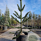 Araucaria araucana 160-170 cm 7,5L 3-5 tak