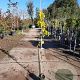 Aristolochia macrophylla 150-175 cm 3,0L