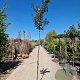 Arbutus unedo 180 cm stam container 8-10