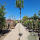 Arbutus unedo 230 cm stam container meerstammig dakvorm